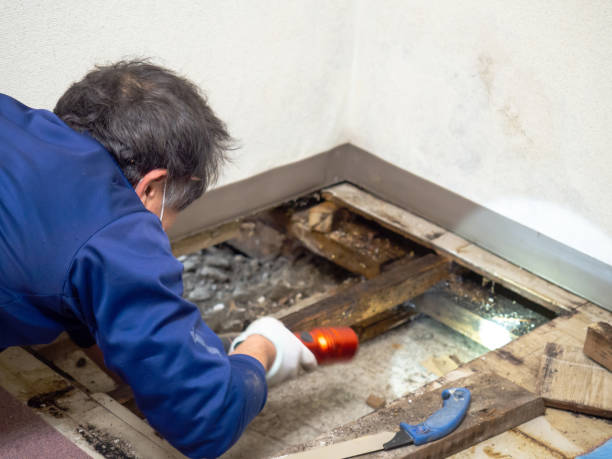 Professional Mold Removal in Red Hill, SC