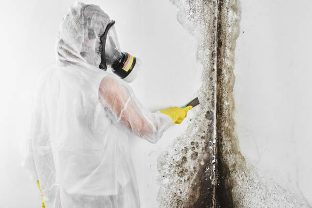 Best Certified Mold Removal  in Red Hill, SC