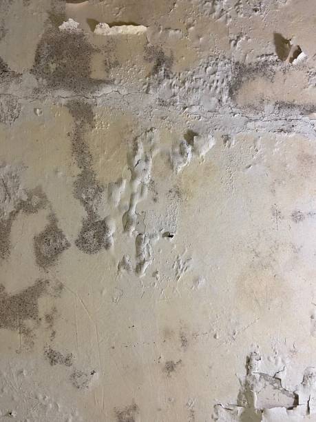 Best Mold Damage Repair  in Red Hill, SC